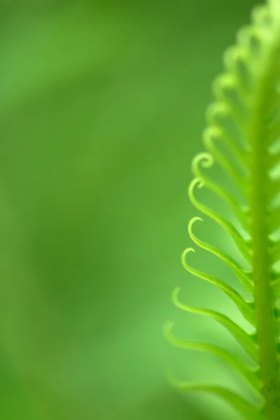 异国情调的蕨类植物 — 图库照片