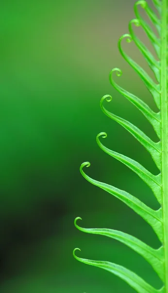 Exotic ferns — Stock Photo, Image