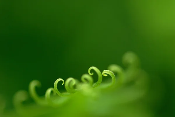 Exotické kapradiny — Stock fotografie