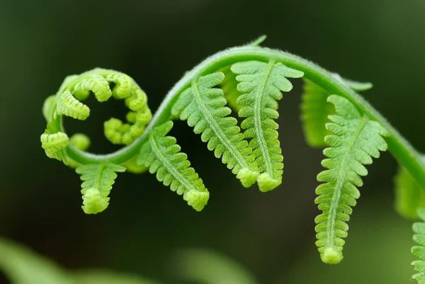 Felci esotiche — Foto Stock