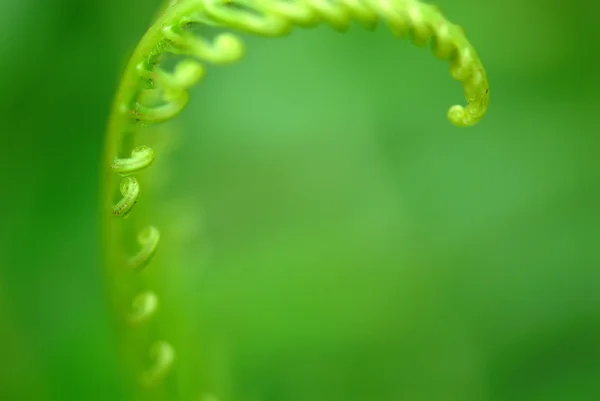 异国情调的蕨类植物 — 图库照片