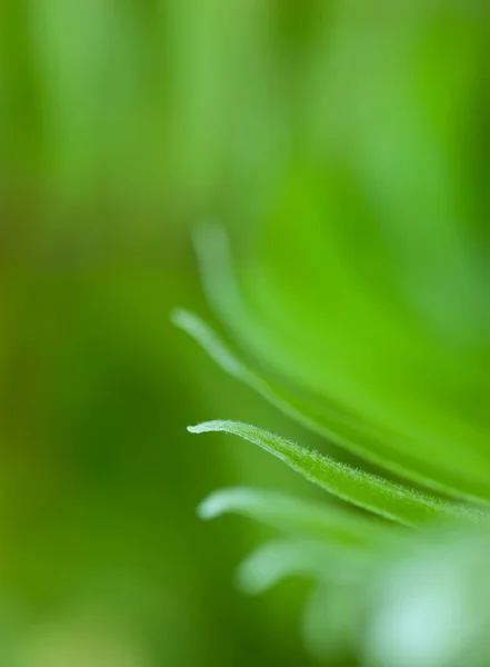 Exotiska ormbunkar — Stockfoto