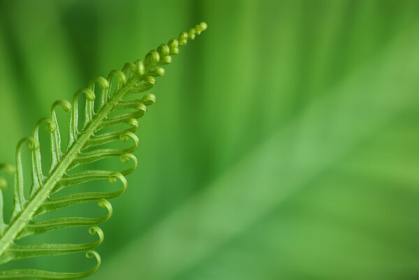 Exotic ferns