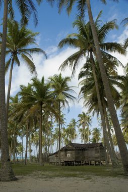 Hindistan cevizi ağaçları arasında gözlerden uzak bir eski ahşap ev