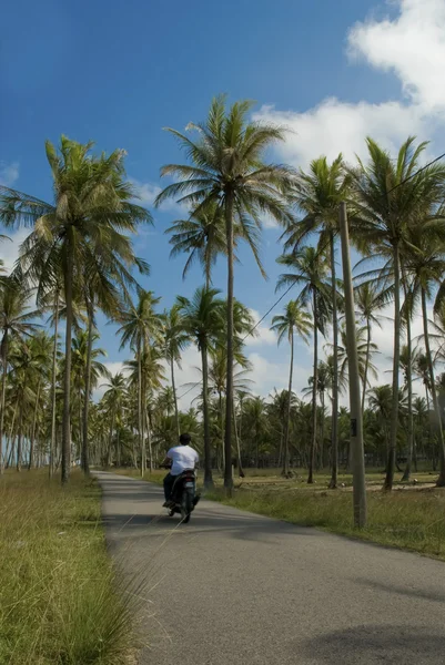 Easy ride among coconut trees — Stock Photo, Image