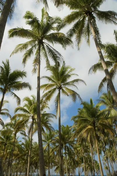 Kokospalmen in terengganu, Maleisië — Stockfoto