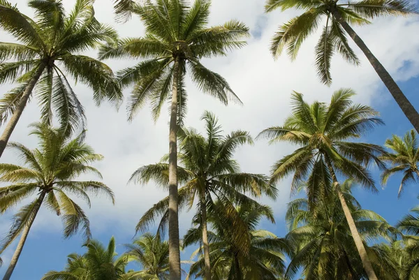Kokospalmen in terengganu, Maleisië — Stockfoto