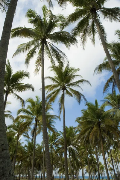トレンガヌ、マレーシアでココナッツの木 — ストック写真
