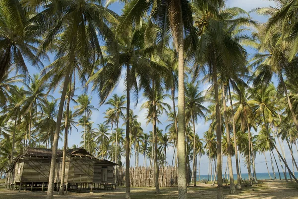 A secluded old wooden house among coconut trees — Stock Photo, Image