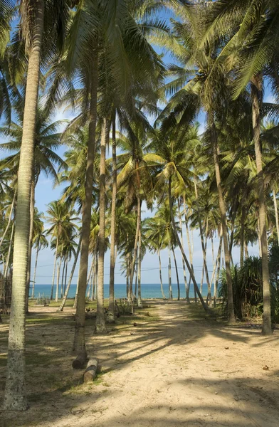 Drzewa kokosowego w terengganu, Malezja — Zdjęcie stockowe
