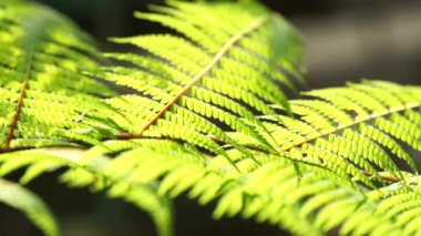 Makro yakın çekim tropikal eğreltiotu