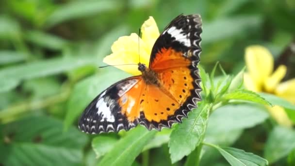 Unidentified tropical orange colored butterfly — Stock Video