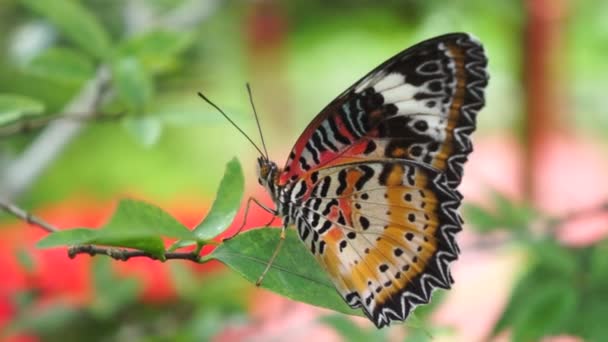 Unidentified Tropical Orange Colored Butterfly — Stock Video