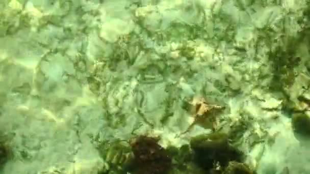 Υποβρύχια κοράλλια και τα ψάρια — Αρχείο Βίντεο