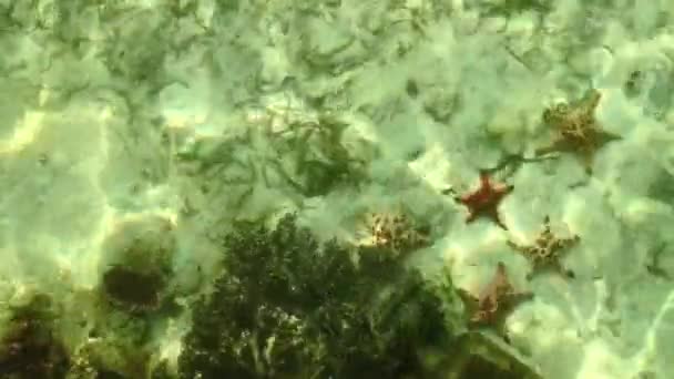 Unterwasserkorallen und Fische — Stockvideo