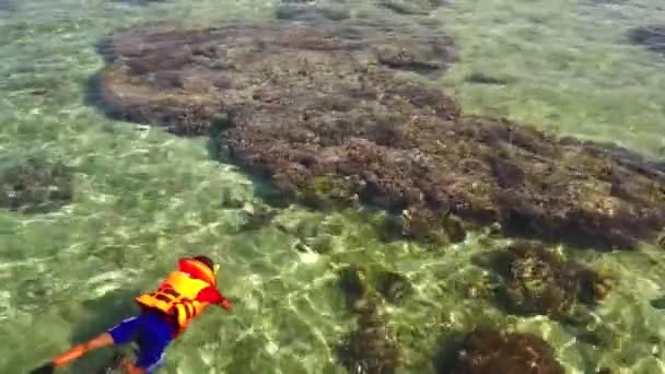 Podwodne koralowców i ryb — Wideo stockowe
