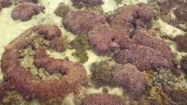 Underwater corals and fish — Stock Video