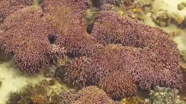 Podwodne koralowców i ryb — Wideo stockowe