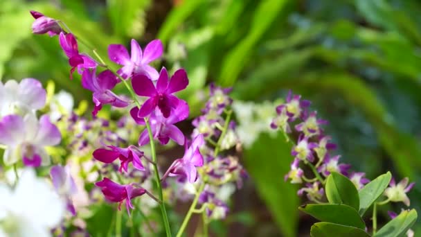 Tropiska pink orchid — Stockvideo