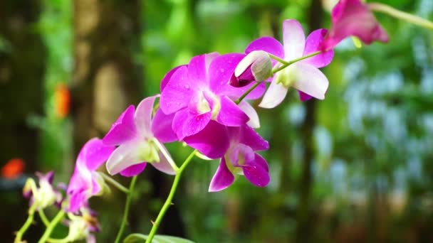 Tropische roze orchid — Stockvideo