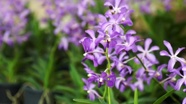 Tropikalny purpurowa orchidea — Wideo stockowe