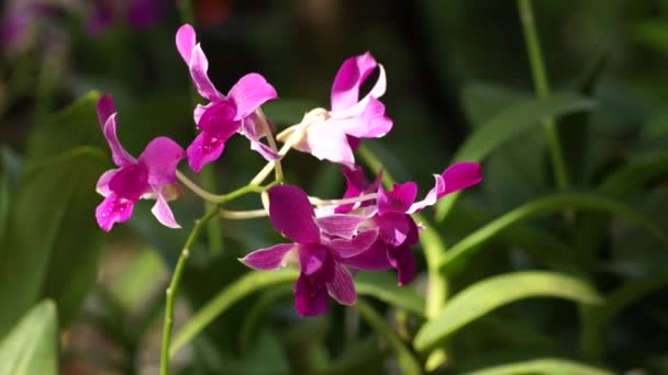 Tropical pink orchid — Stock Video