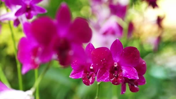 Orquídea roja tropical — Vídeos de Stock