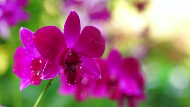 Tropische roze orchid — Stockvideo