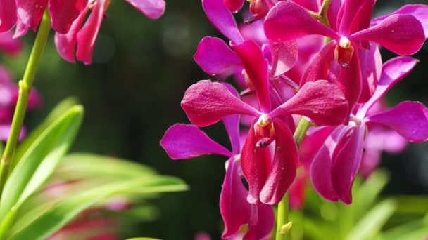 Tropical red orchid