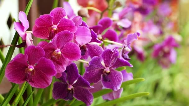 Orquídea roja tropical — Vídeos de Stock