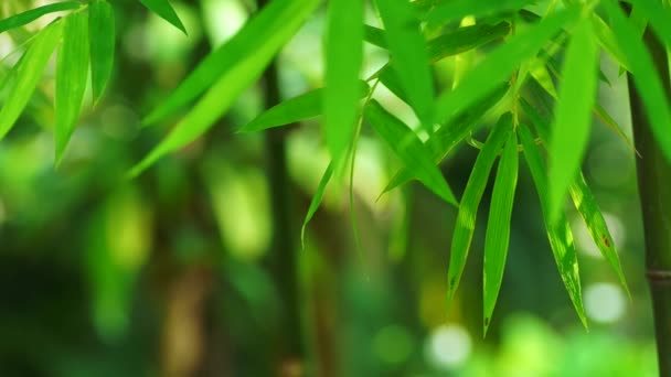 Fundo verde floresta de bambu — Vídeo de Stock