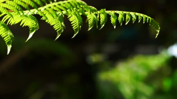 Helecho verde en un clima tropical — Vídeo de stock