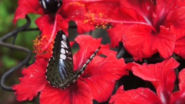 Niet-geïdentificeerde tropische zwart gekleurde vlinder — Stockvideo