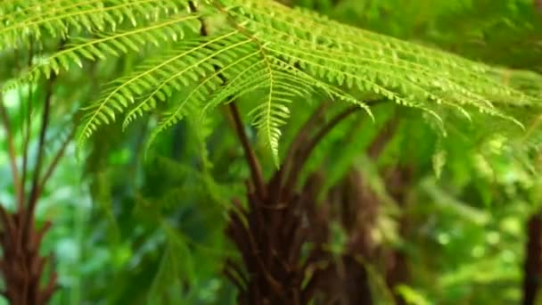 Tropical fern blown by wind — Stock Video