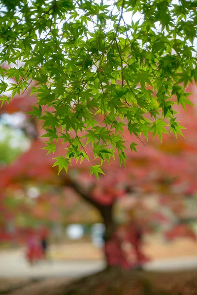 Japanese red maple leaves turn red in the background in Nara, Japan.