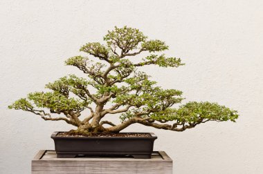 Bonsai Ağacı