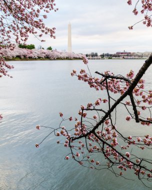 washington dc gelgit havzasında etrafında tam bloom kiraz çiçekleri