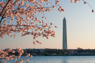 kiraz çiçekleri gündoğumu ile washington Anıtı