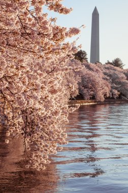 kiraz çiçekleri ile washington Anıtı gelgit Havzası üzerinde asılı