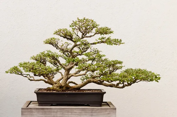 Drzewo Bonsai — Zdjęcie stockowe