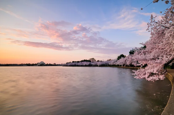 Fleurs de cerisier en pleine floraison autour du bassin des marées à Washington DC — Photo