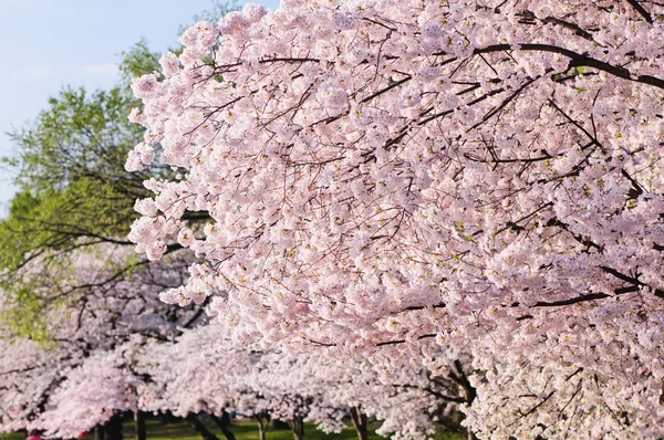 Flores de cerejeira em flor de pico — Fotografia de Stock