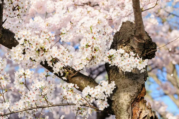 Cherry Blossoms In Peak Bloom — Stock Photo, Image