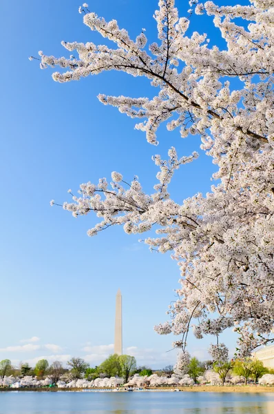 Flores de cerejeira florescentes com o monumento de Washington — Fotografia de Stock