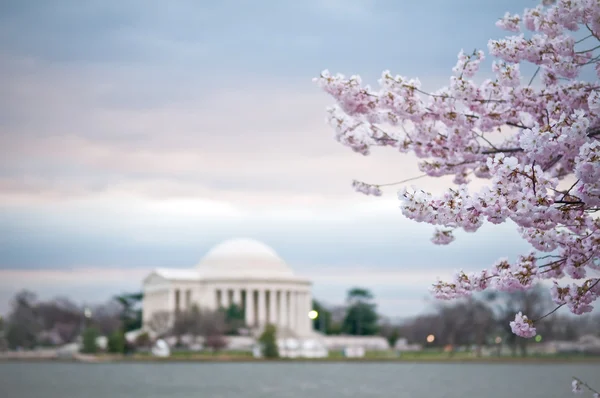 Chery Blossoms With The Jefferson Memorial — Stock Photo, Image