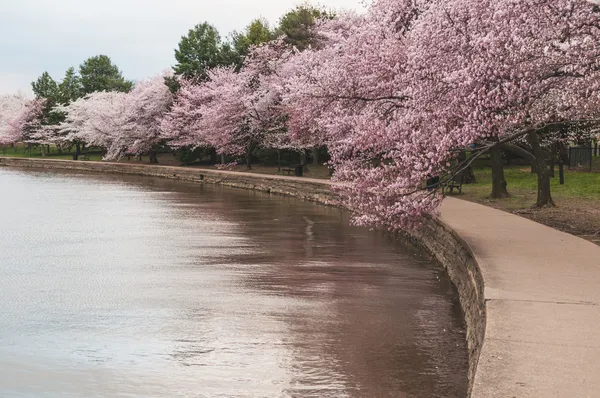 Fleurs de cerisier en pleine floraison autour du bassin des marées à Washington DC — Photo