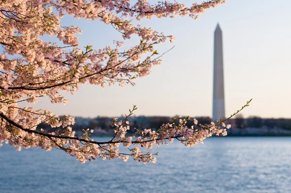 Flores de cerejeira ao nascer do sol com o monumento de Washington — Fotografia de Stock