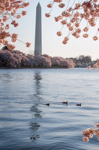 桜の花に囲まれてタイダル ・ ベイスンで泳いでアヒルの家族 — ストック写真