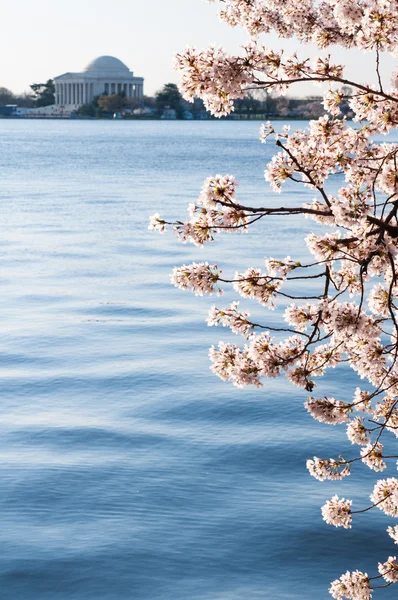 Flores de cerezo colgando sobre la cuenca de la marea con el monumento a Jefferson — Foto de Stock