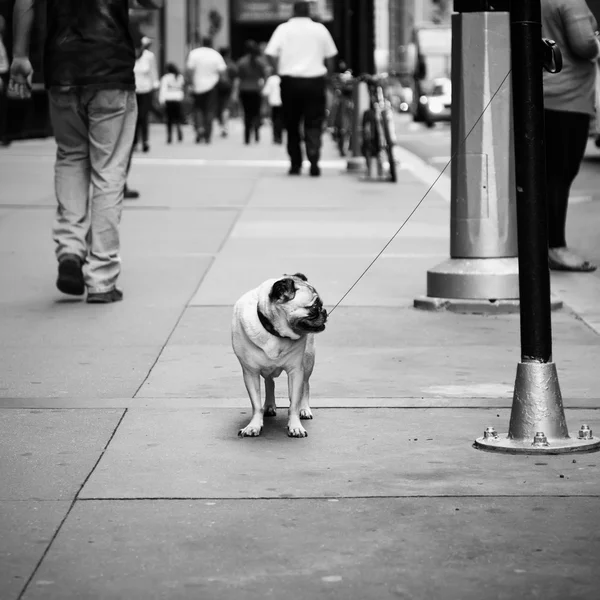 Pequeño Pug atado en Nueva York — Foto de Stock